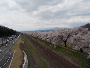 桜2.2